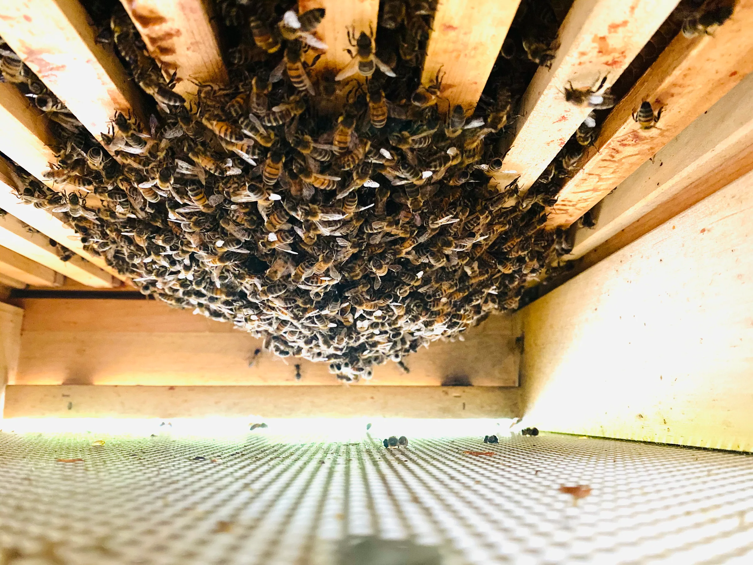 Bienen auf der Wabe – naturnahe Imkerei von Wildweit Miela in Langenfeld