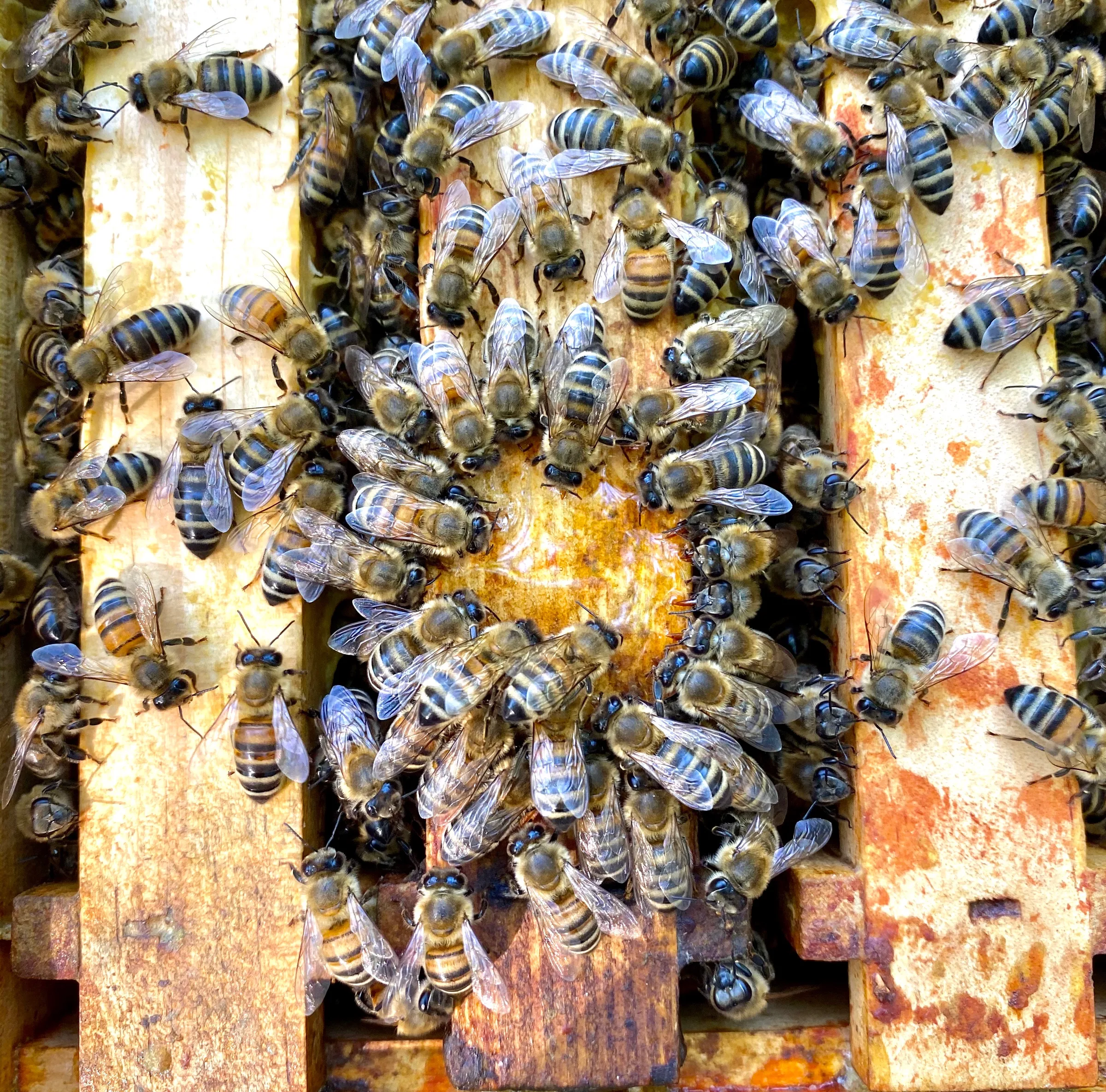 Bienenvolk in einer unbehandelten Bio-Beute in Langenfeld Berghausen